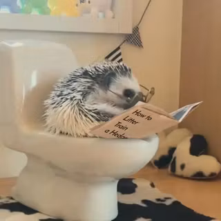 cute hedgehog