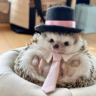 cute hedgehog