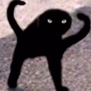 cute kitty