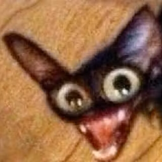 cute kitty 