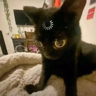 cute kitty 