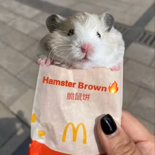 cute hamster