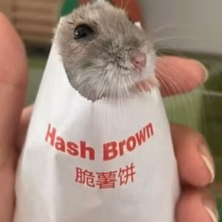cute hamster