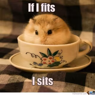 cute hamster