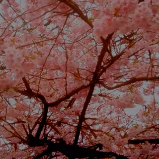 cherry blossom 