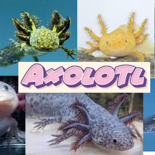 Axolotl