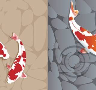 Coi fish