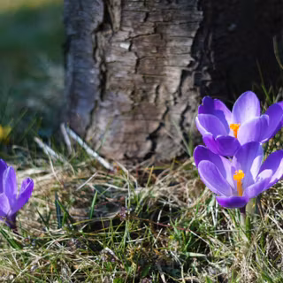 Crocus heuffelianus subsp. scepusiensis