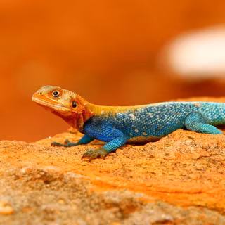 Agama lionotus