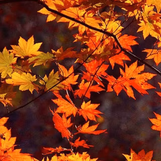 Autumn
