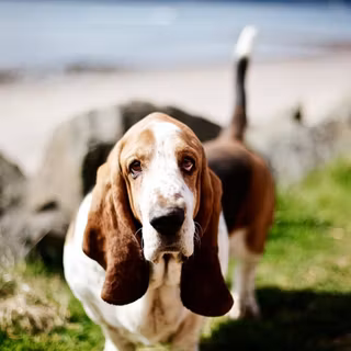 Basset Hound