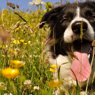 Un câine din rasa Border Collie relaxându-se într-un câmp plin de flori sălbatice