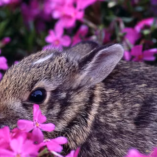 Rabbit Bliss Nature's Soft Whisper Amidst Blooming Pink