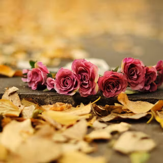 Autumn rose