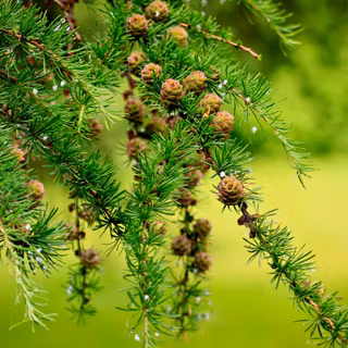Natural Background with Young Green Larch Branc