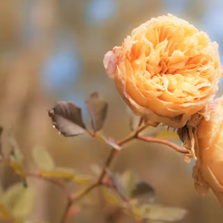 Sunlit Peach Rose