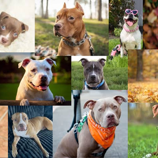 CUTE PITBULL COLLAGE