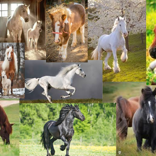 Horse Collage
