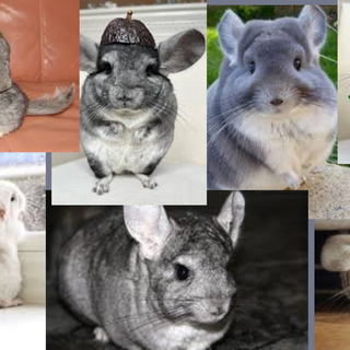 Chinchilla Collage