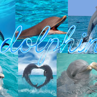 Dolphin collage