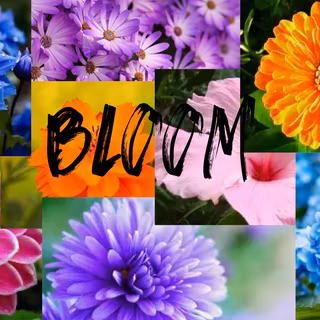 Bloom