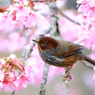 Blooming Pink Serenity: Close-Up Bird Among Cherry