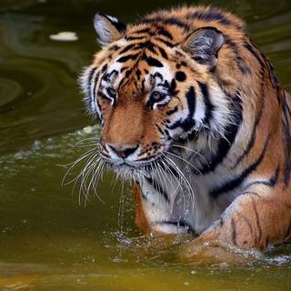 Facts About Tigers' Habitat