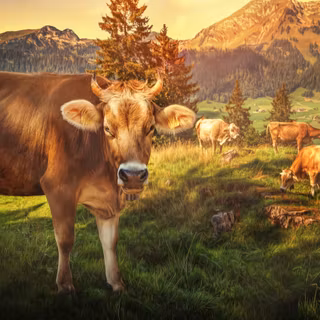 Peisaj idilic cu bovine pe o pășune montana