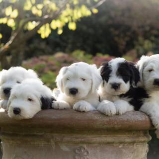 Old English Sheepdog