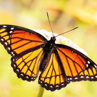 orange butterfly