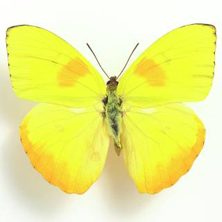 yellow butterfly