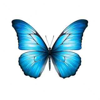 blue butterfly