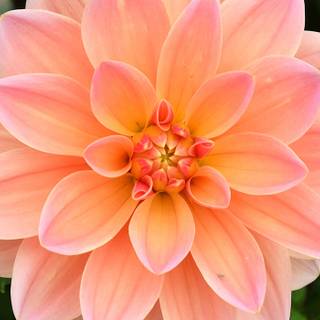peach flower