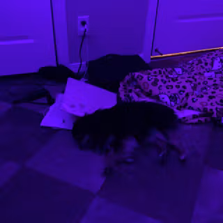 My dog likes to sleep by him self and hates me for taking his space hehe