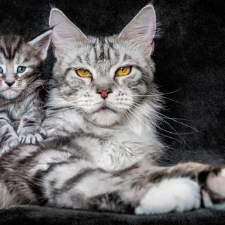 Maine Coon