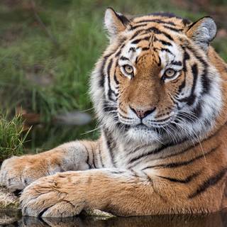 Panthera tigris altaica