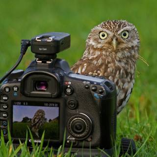 O bufniță mică curioasă care inspectează o cameră DSLR Canon