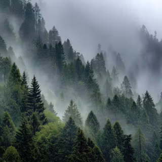 Misty Forest Mountains With Lush Green Trees