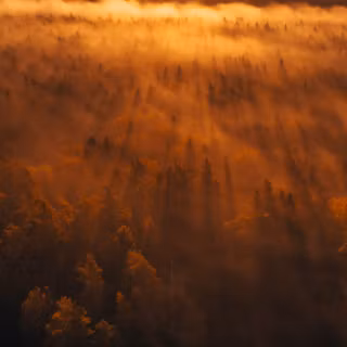 Sunset at Forest