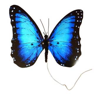 blue butterfly