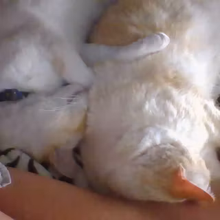 my cats lotus and edowise (  both flower names ) 