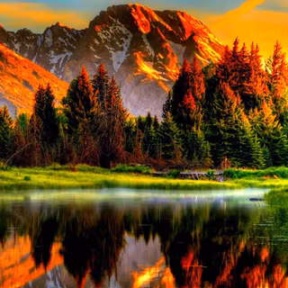 4k NATURE forest at golden hour