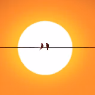 Feathered Friends on Powerlines 