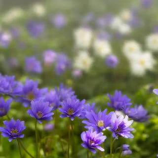 Anemone blanda