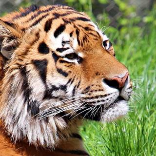 Tigru Amur