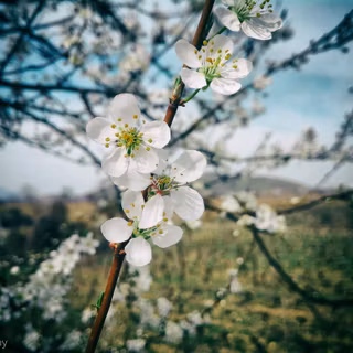 Sakura Flori De Cireș Petale