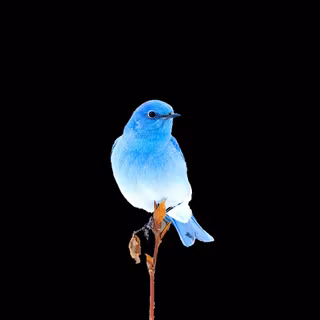 Blue Bird