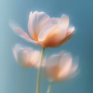 Tulip Mac