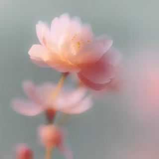 Sakura Mac