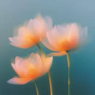 OrangeTulip Mac